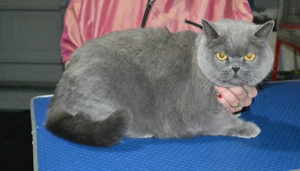 Zoe is a British Short Hair. She had her fur shaved down, nails clipped and ears cleaned.