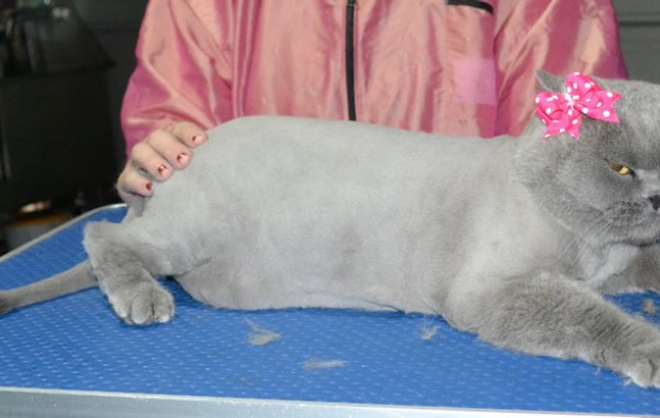 Zoe is a British Short Hair. She had her fur shaved down, nails clipped and ears cleaned.