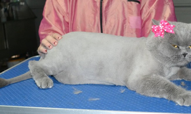 Zoe is a British Short Hair. She had her fur shaved down, nails clipped and ears cleaned.