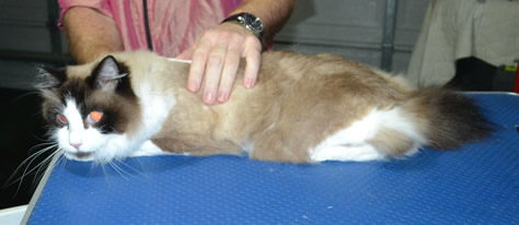 Chase is a Ragdoll. He had his fur shaved down, nails clipped and ears cleaned.