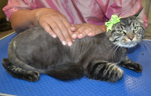 Martha is a Medium Hair.