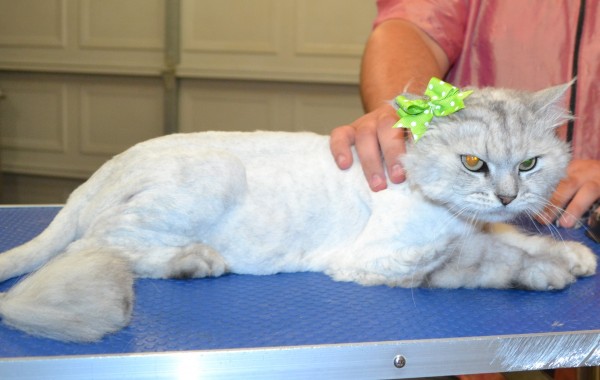 Suki is a Chinchilla.