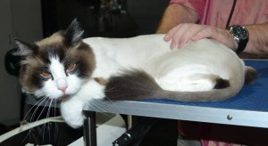 Chase is a Ragdoll. He had his fur shaved down, nails clipped and ears cleaned.