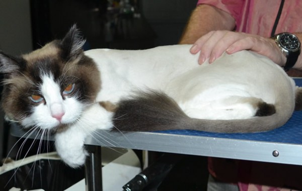 Chase is a Ragdoll. He had his fur shaved down, nails clipped and ears cleaned.