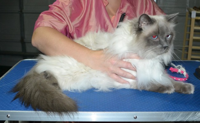 Channel is a Ragdoll. She had her matted fur shaved down, nails clipped and ears cleaned.