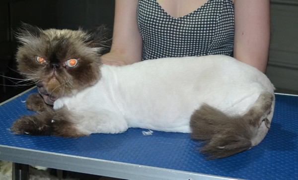 Richie is a Himalayan