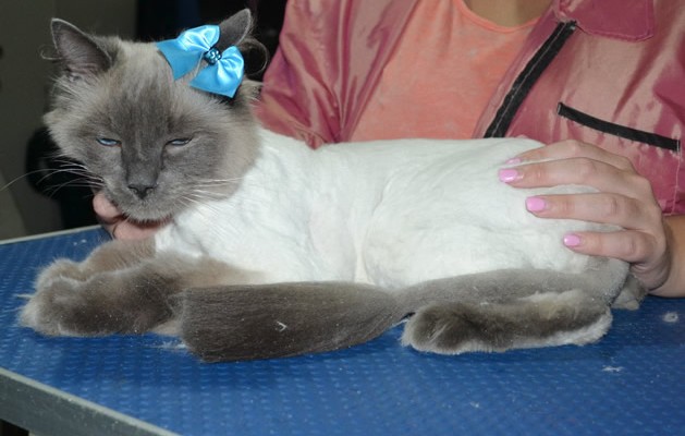 Channel is a Ragdoll. She had her matted fur shaved down, nails clipped and ears cleaned.