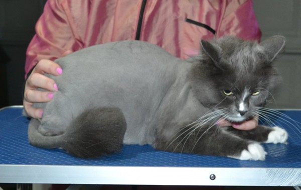 Romeo is a Medium Hair Domestic