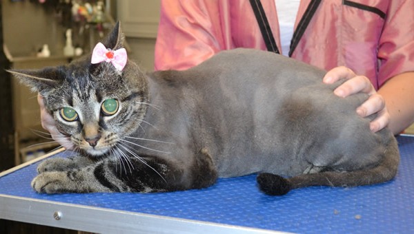 Mimi is a Short Hair.