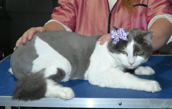 Angel is a Domestic X MaineCoon