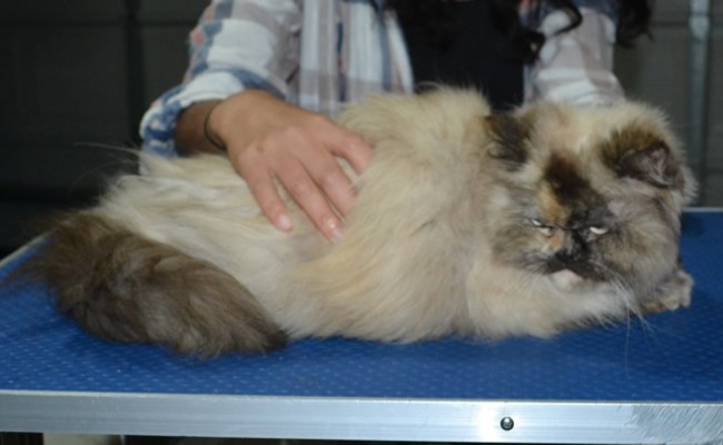 Jojo is a Persian X Ragdoll. She had her fur shaved down, nails clipped and ears cleaned and a wash.