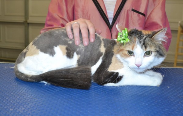 Roxy is a Medium hair.