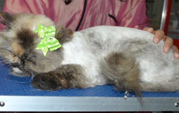 Jojo is a Persian X Ragdoll. She had her fur shaved down, nails clipped and ears cleaned and a wash.