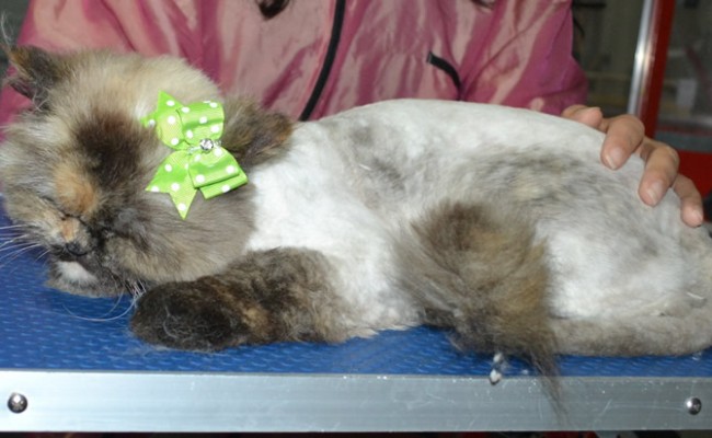 Jojo is a Persian X Ragdoll. She had her fur shaved down, nails clipped and ears cleaned and a wash.
