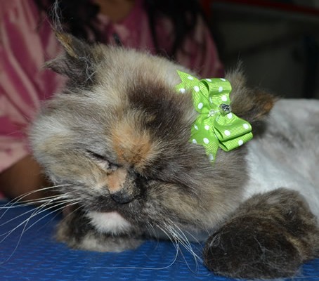 Jojo is a Persian X Ragdoll. She had her fur shaved down, nails clipped and ears cleaned and a wash.