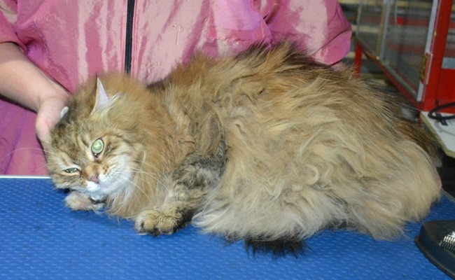 Tatty is a Siberian. She had her matted fur shaved down, nails clipped and ears cleaned.
