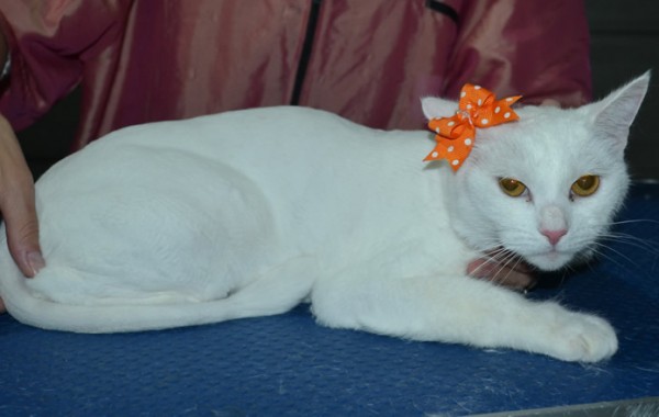 Muffin is a Short Hair Domestic