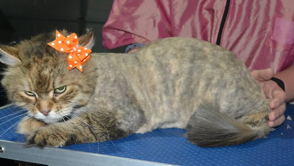 Tatty is a Siberian. She had her matted fur shaved down, nails clipped and ears cleaned.