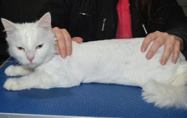 Kimba2 is a Medium/Long Hair Domestic