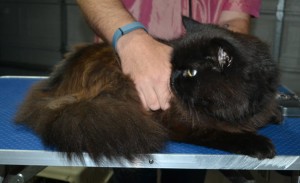 Guiness is a Persian X Maine Coon. He had his matted fur shaved down, nails clipped and ears cleaned.