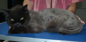 Guiness is a Persian X Maine Coon. He had his matted fur shaved down, nails clipped and ears cleaned.