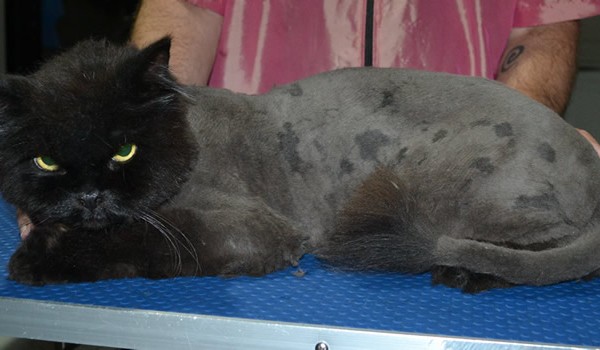 Guiness is a Persian X Maine Coon. He had his matted fur shaved down, nails clipped and ears cleaned.
