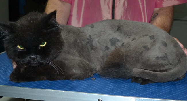 Guiness is a Persian X Maine Coon. He had his matted fur shaved down, nails clipped and ears cleaned.