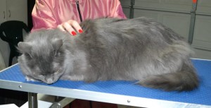 Casper is a Long Hair Russian Blue. He had his matted fur shaved down, nails clipped and ears cleaned.