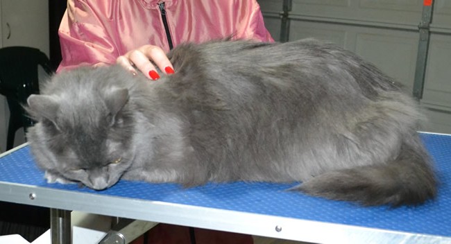 Casper is a Long Hair Russian Blue. He had his matted fur shaved down, nails clipped and ears cleaned.