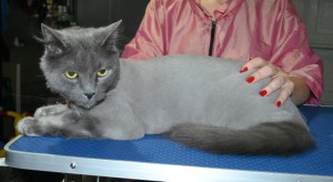 Casper is a Long Hair Russian Blue. He had his matted fur shaved down, nails clipped and ears cleaned.