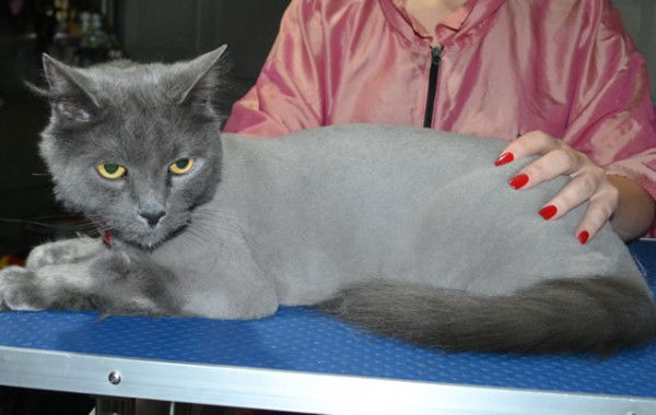 Casper is a Long Hair Russian Blue. He had his matted fur shaved down, nails clipped and ears cleaned.