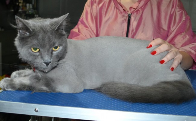 Casper is a Long Hair Russian Blue. He had his matted fur shaved down, nails clipped and ears cleaned.