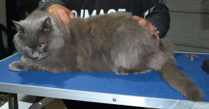 Tyson is a Long Hair Russian Blue. He had his fur shaved down, nails clipped and ears cleaned.