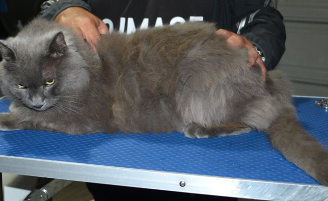 Tyson is a Long Hair Russian Blue. He had his fur shaved down, nails clipped and ears cleaned.