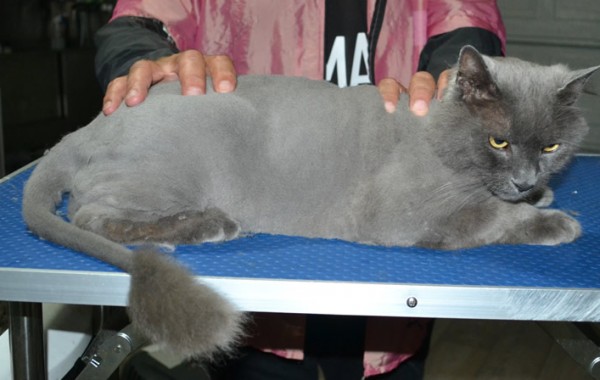 Tyson is a Long Hair Russian Blue. He had his fur shaved down, nails clipped and ears cleaned.