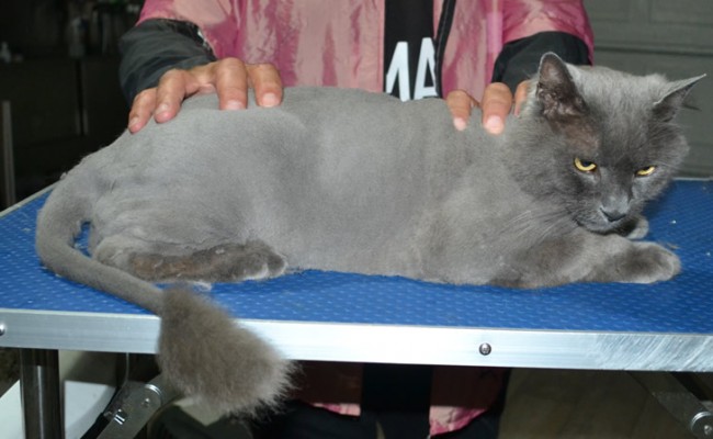 Tyson is a Long Hair Russian Blue. He had his fur shaved down, nails clipped and ears cleaned.