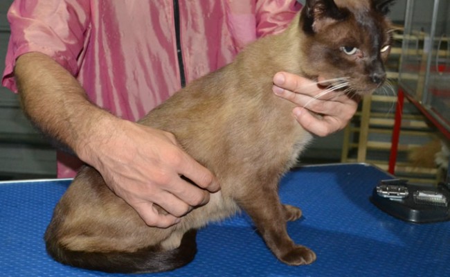 Alex is a Tonkaniese. He had his fur shaved down, nails clipped and ears cleaned.