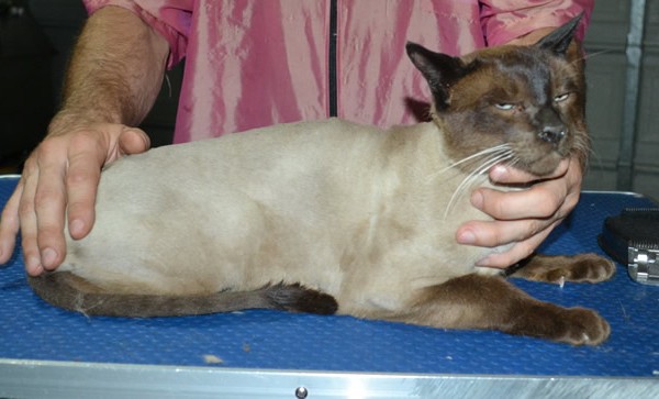 Alex is a Tonkaniese. He had his fur shaved down, nails clipped and ears cleaned.
