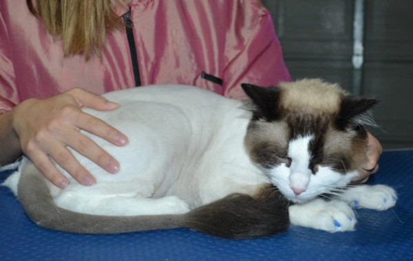 Bubbles is a Ragdoll