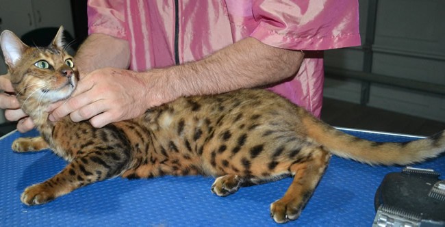 Bengal is a Bengal. He had his fur shaved down, nails clipped and ears cleaned.