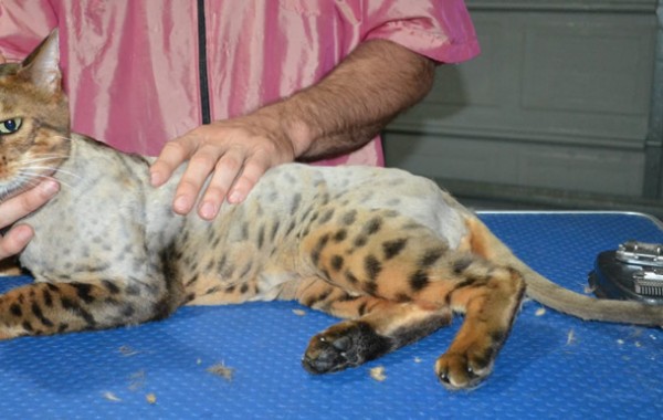 Bengal is a Bengal. He had his fur shaved down, nails clipped and ears cleaned.