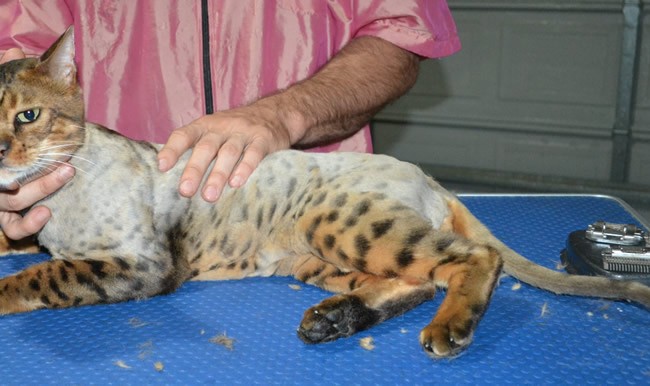 Bengal is a Bengal. He had his fur shaved down, nails clipped and ears cleaned.