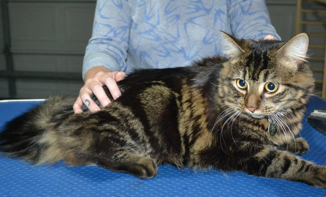 Toby is a Medium Hair Domestic. He had his fur shaved down, nails clipped and ears cleaned.