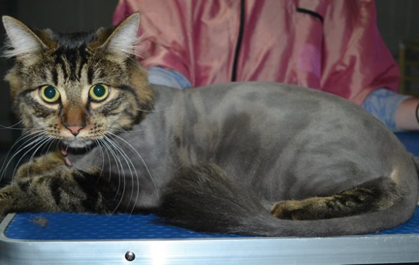 Toby is a Medium Hair Domestic. He had his fur shaved down, nails clipped and ears cleaned.