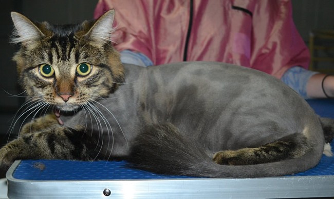 Toby is a Medium Hair Domestic. He had his fur shaved down, nails clipped and ears cleaned.