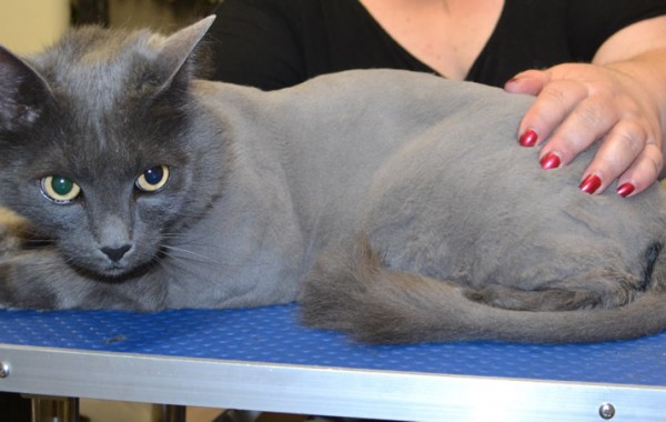 Marvin is a Long Hair Russian Blue.