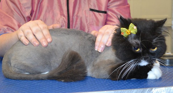 Aggie is a Persian X Domestic.