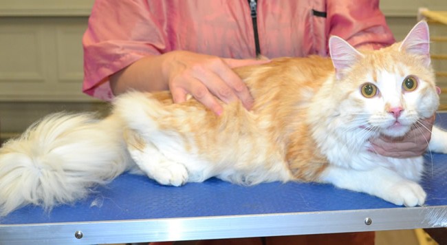 Tank is a Medium Hair Domestic.