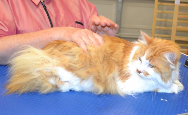 Mia is a Medium Hair Domestic.