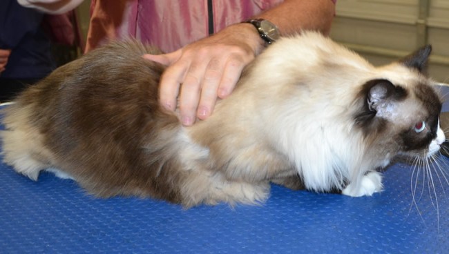Maggie is a Ragdoll.